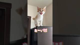 高い所から降りられなくなった子猫  #猫 #cat  #shorts