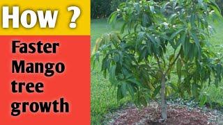 आम के पेड़ को जल्दी बड़ा कैसे करे | How to grow fast mango tree