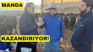 60 MANDA KAZANDIRIYOR! BAYILDIM! (Manda Sütünü Ürüne Çevirmişler)