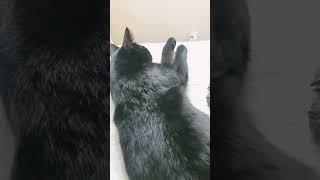 When your cat is jealous of the other pets relationship. #cat #dog  #funnyanimals #funnyvideo