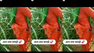 Tapa tap tapa tap Funny video || Tapa tap Video  || 