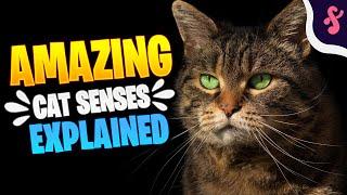 Top 10 Amazing Cat Senses Explained | Furry Feline Facts