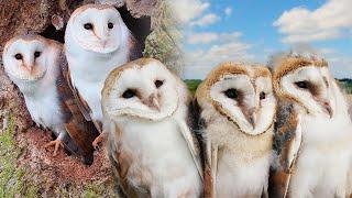 Barn Owl Family Flourishes Thanks to Wise Owl Mum | Gylfie and Dryer | Full Story | Robert E Fuller