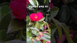 부산 태종대 동백꽃피다 241221 #동백꽃  #겨울에피는꽃 #동백꽃피는시기