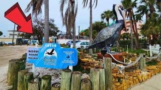 Seaside Seabird Sanctuary St Petersburg Florida Full Tour