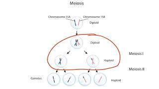 Imprinting and Uniparental Disomy for the USMLE Step 1