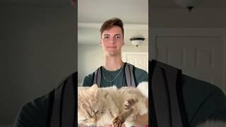 Shoulda known #cat #cats #catsofinstagram #catsoftiktok #funnycats #catsofyoutube #catlover