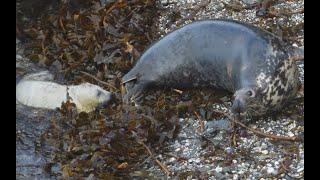 Our Iconic Seals: Think Seal!