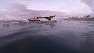 Whale Watching Akureyri