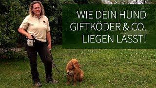 Hundetraining ► Anti Giftköder Training ► Wie Dein Hund Giftköder & Co. liegen lässt!