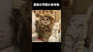最強に可愛い生き物