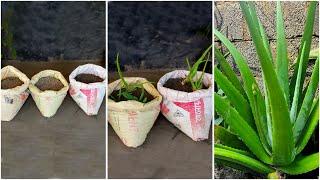 Best skill for grow aloe vera plant at home from cutting || Easy method for gardening