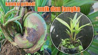 BONSAI KELAPA UNIK DAN LANGKA//koleksi pribadi