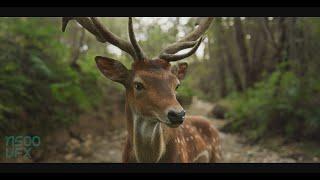Taxydermi Full Breakdown - ASOO VFX