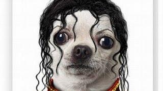 Pets as Celebrities