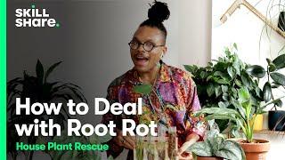 Root Rot Rescue: Save Overwatered House Plants