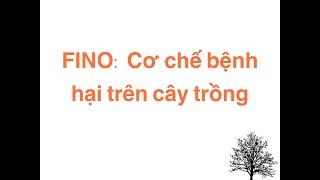 Cơ chế bệnh hại trên cây trồng - FINO (Đổi mới nông nghiệp Việt) | #PhuFino #Doimoinongnghiepviet