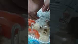 Pet mice Очаровательные домашние мыши #мыши #питомцы #грызуны #pet #pet_mice #mice