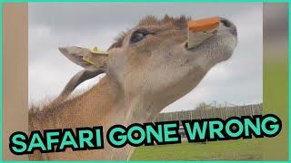 When Safaris Go Wrong  #compilation | CATERS CLIPS