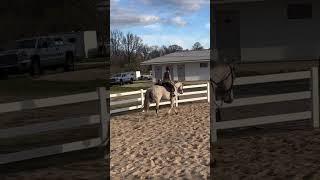 Don’t mind me eq she wouldn’t cooperate || #practice #ottb #grey #grace #training