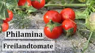 Freilandtomate 'Philamina' I Eine zuckersüße Bonbontomate für Groß & Klein