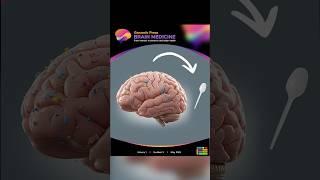 Microplastics in Your Brain? #shorts #microplastics #science #neuroscience #brain  #processedfoods