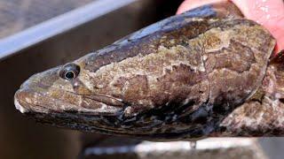 Invasive northern snakehead, “Frankenfish” continues its spread in N.J.