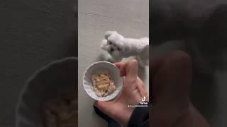 역시 후각과 위장은 아는맛에 반응한다 평생 닭가슴살만 먹어본 강아지의 무서운 학습효과 ㅋ