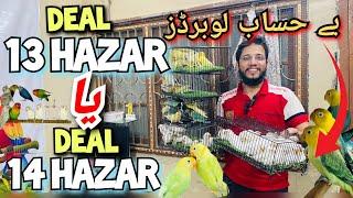 Deal 13 Hazar Yaa 14 Hazar  | be hisaab lovebirds | DNA k liye birds ready ️