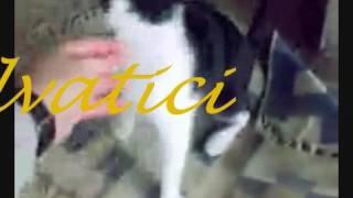 Gatti - Pets - Cats