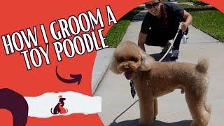 HOW I GROOM A TOY POODLE