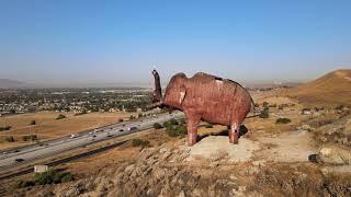 Most Ugly Elephant