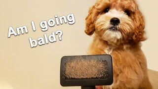 How Much Do Cavoodle Dogs Shed? - Dogs That Don't Shed