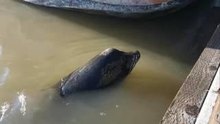 SEA LION DRAGS GIRL INTO STEVESTON WATERS