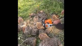 Stihl MS 170 vs  Stihl MS 180