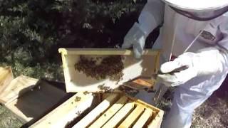 Beekeeping For Beginners Project: Checking The Bee Hives - MOTHER EARTH NEWS