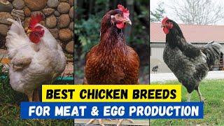 Top 10 Best Chicken Breeds for Meat and Eggs