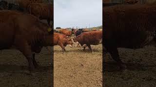 Young Heifer Picks Fight with Older Cow