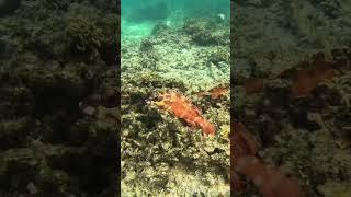 Diving and snorkeling on Koh Tao, Thailand. Grouper's camouflage 