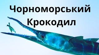 Сарган (Belone belone): дивовижна риба Чорного моря