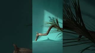 palm leaves on a branch with moving shadows in the background #Shorts #palmleaves #trendingvideo