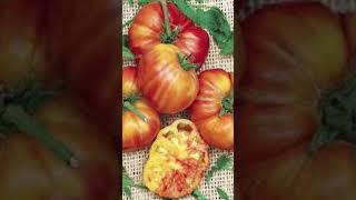 Самый лучший томат в мире 2024 г.! Высокоурожайный, вкусный и сладкий сорт БОЛЬШАЯ РАДУГА! #огород