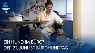 Internationaler Bürohundtag am 21. Juni