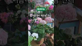 5월 제라늄 이렇게 관리하세요 #아파트#정원#gardening  #제라늄키우기#식집사