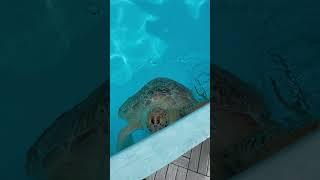 Inside The Turtle Hospital: Saving Sea Turtles in Paradise!  (Marathon FL)