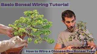 Bonsai Wiring Tutorial - How to Wire a Chinese Elm Bonsai Tree