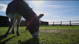 Visit The Donkey Sanctuary Sidmouth