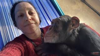 Gentle Chimpanzee Grooming from Adult Chimp