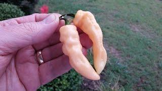 The "Peach Wasp" (PL) Pod Review - Grown by Adam Krzeminski