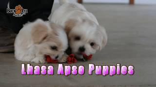 Lhasa Apso Puppies